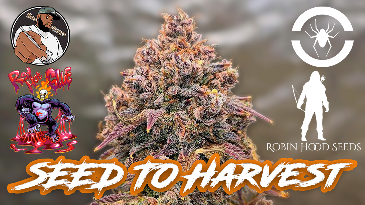 Seed To Harvest - Robinhood Seeds Hot Glue