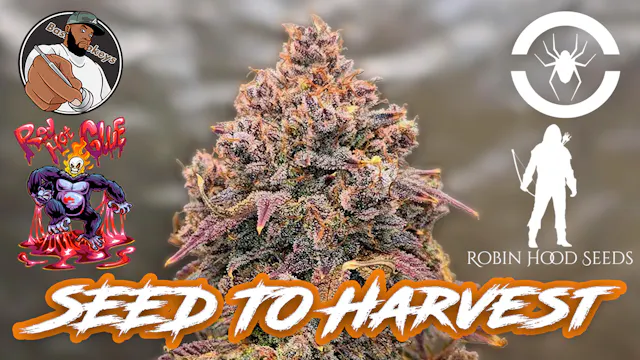Seed To Harvest - Robinhood Seeds Hot...
