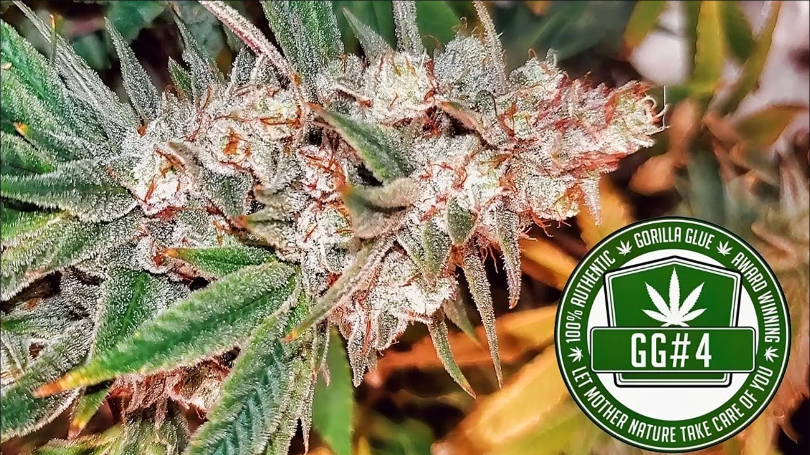 Seed To Harvest - Bag Seed Gorilla Glue