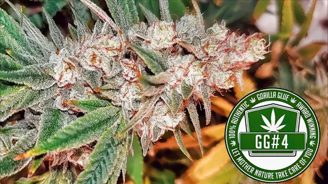 Seed To Harvest - Bag Seed Gorilla Glue