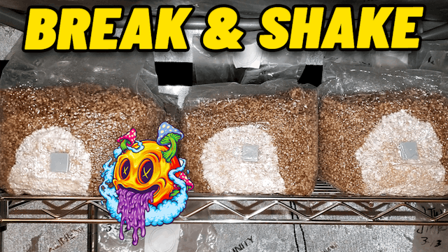 When To "Break & Shake" A Grain Spawn...
