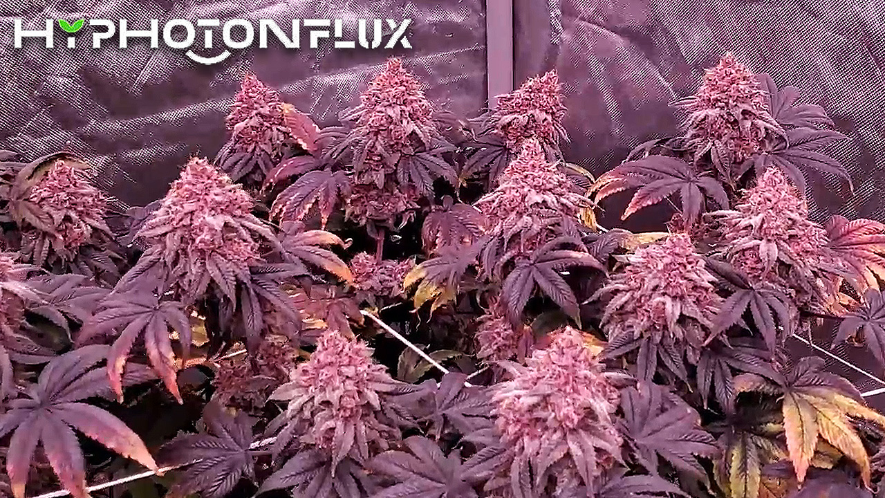 Seed To Harvest - Solfire Gardens Udder Madness & Twenty20 Mendocino Snowcaine