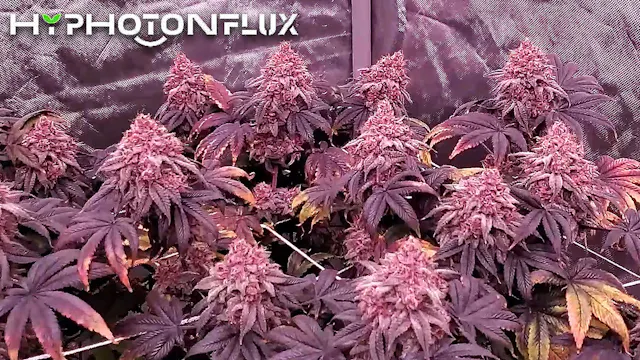 Seed To Harvest - Solfire Gardens Udd...