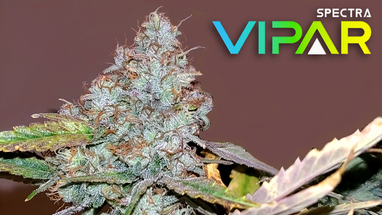 Seed To Harvest - Mosca Seeds West Coast OG