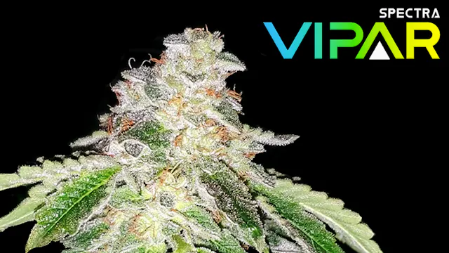 Seed To Harvest - Humboldt Seed Compa...