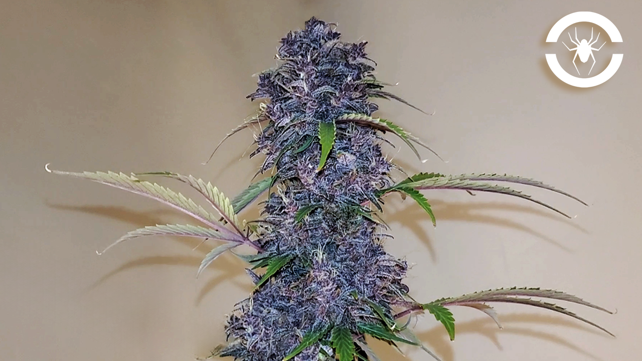Seed To Harvest - Fast Buds Fastberry