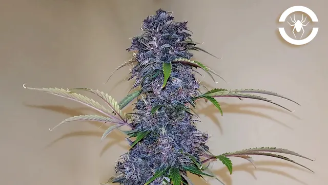 Seed To Harvest - Fast Buds Fastberry