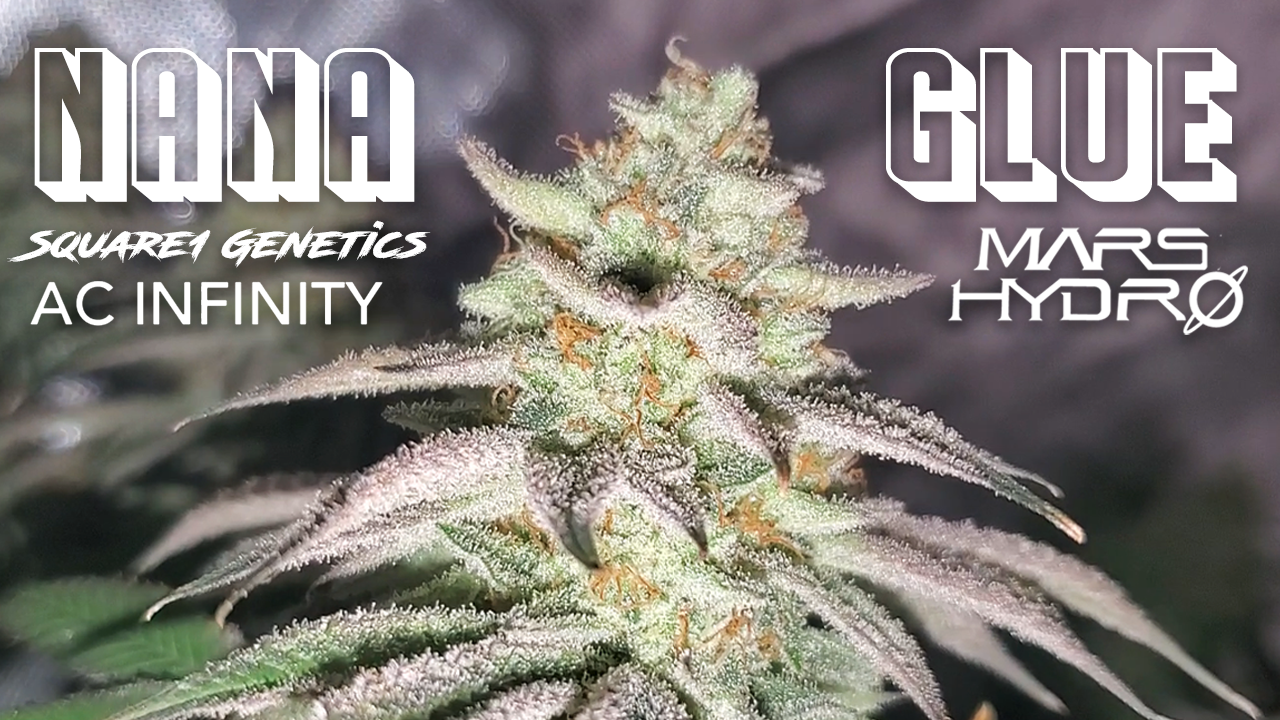 Seed To Harvest - Square1 Genetics Nana Glue
