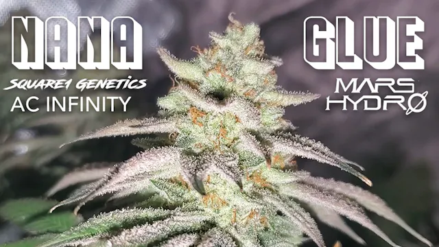 Seed To Harvest - Square1 Genetics Na...