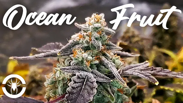 Seed To Harvest - Square1 Genetics Oc...