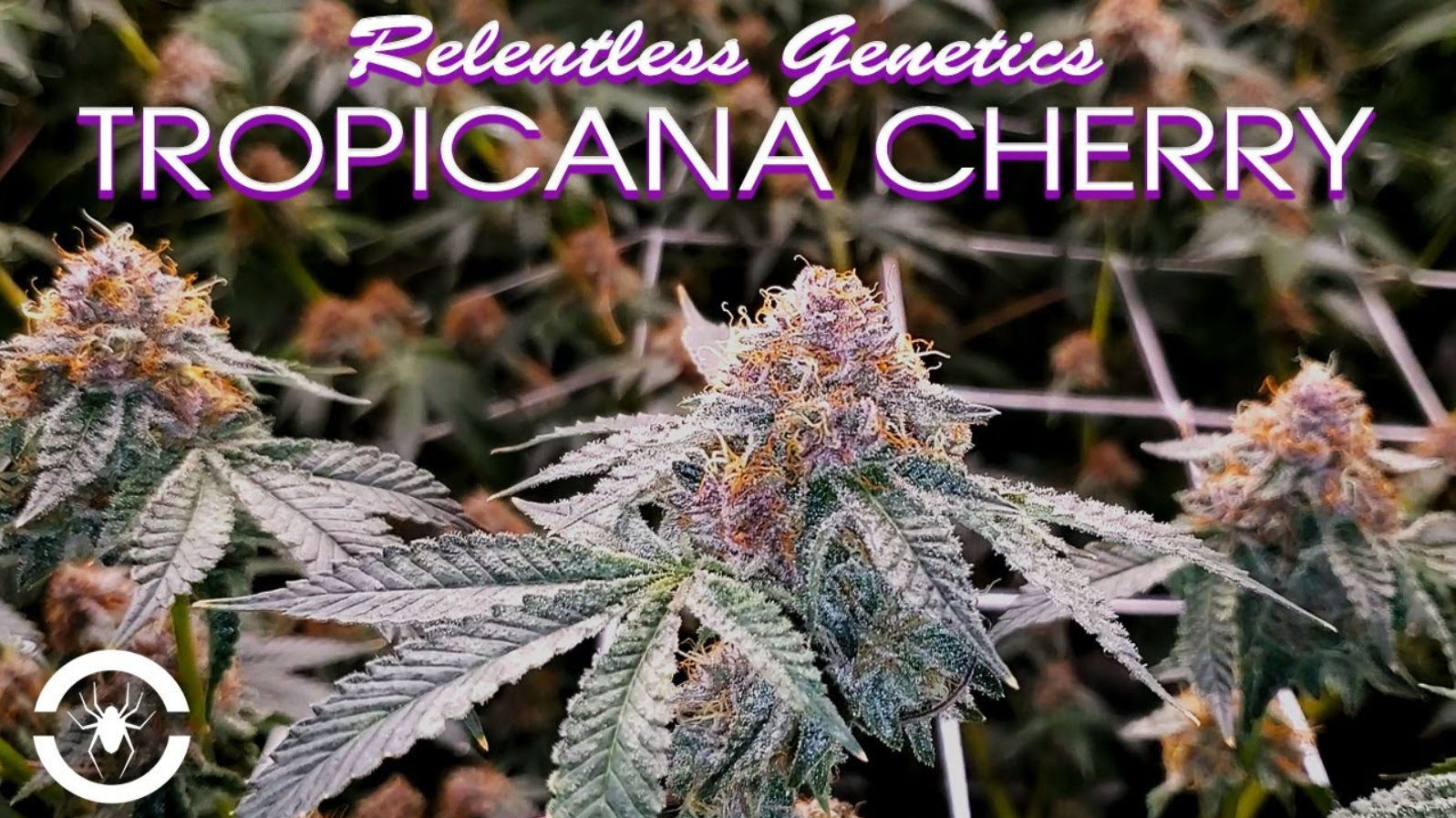 Seed To Harvest - Relentless Genetics Tropicana Cherry