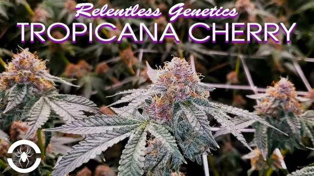 Seed To Harvest - Relentless Genetics...