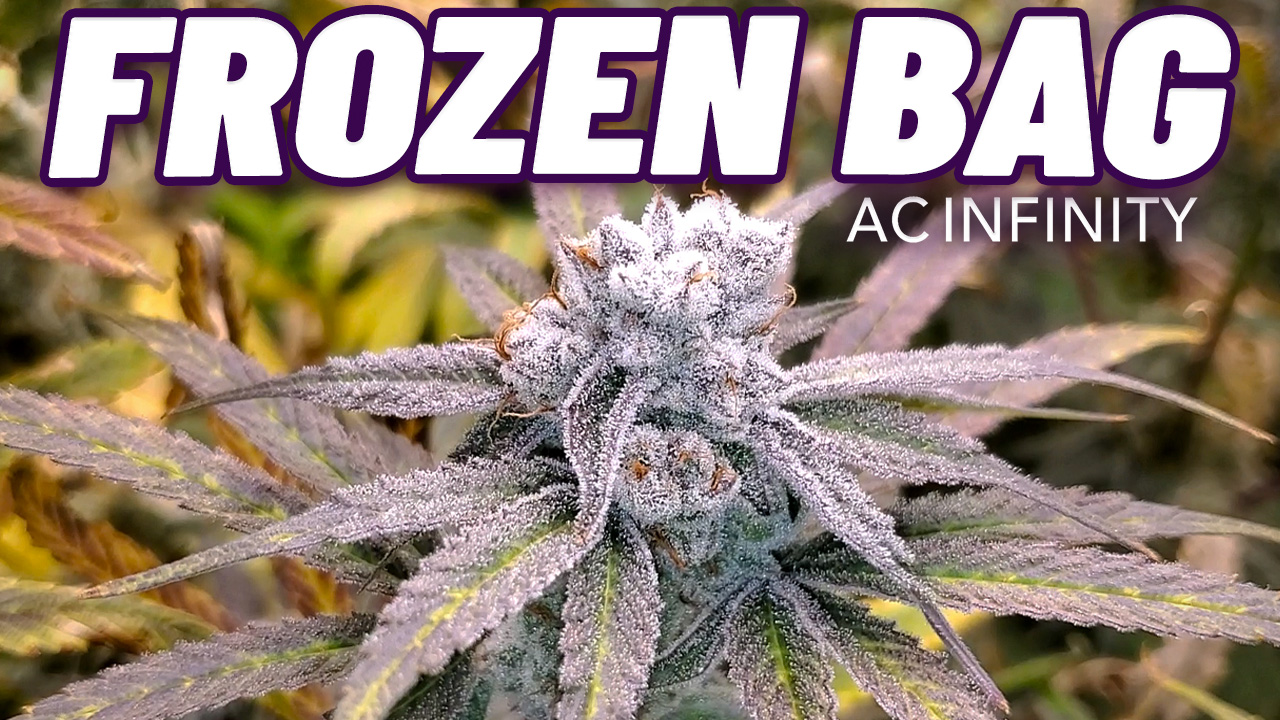 Seed To Harvest - Robin Hood Seeds Frozen Bag | AC Infinity IONFRAME EVO6