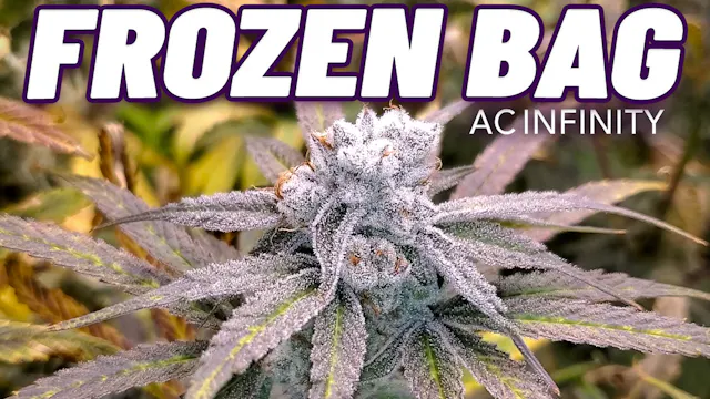 Seed To Harvest - Robin Hood Seeds Fr...