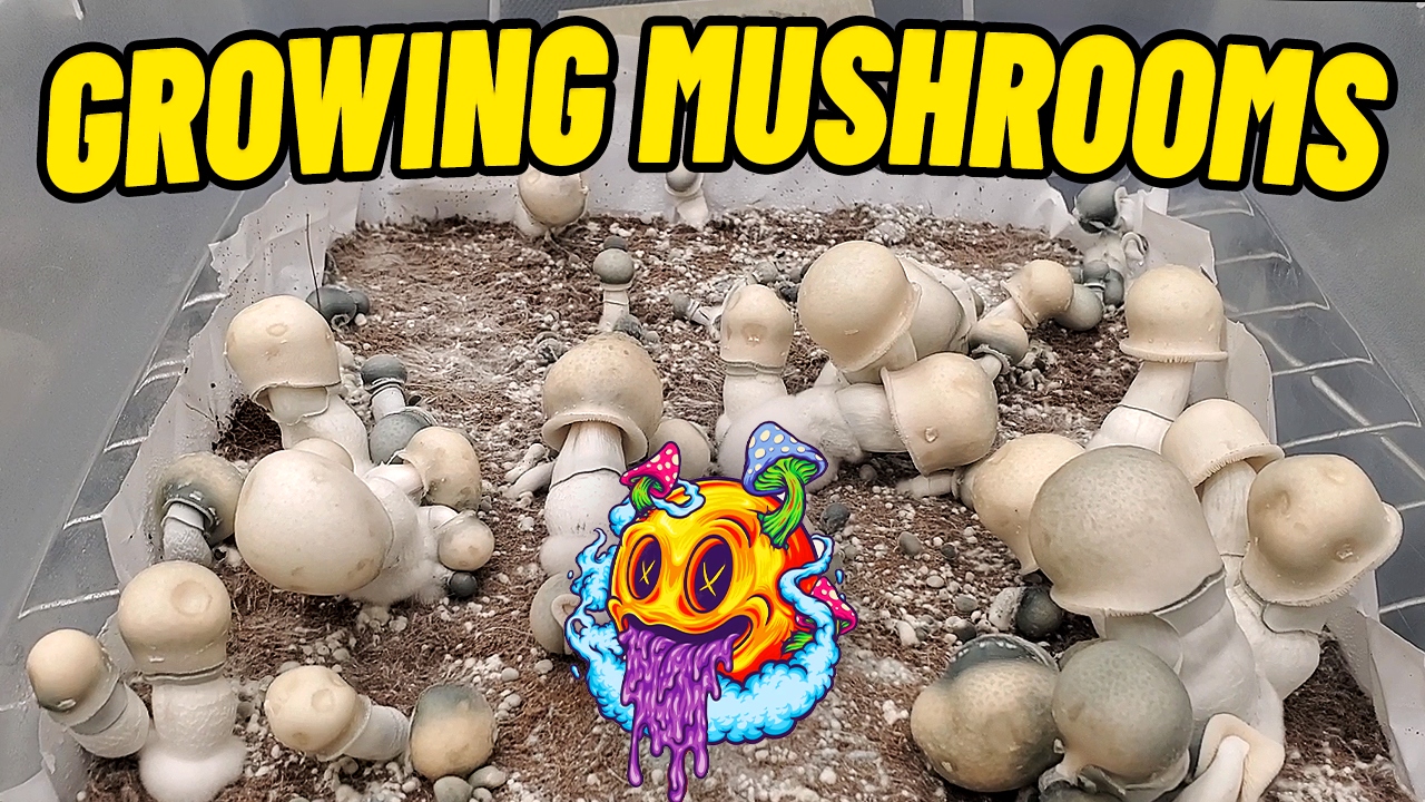 Growing Mushrooms In Unpasteurized Coco