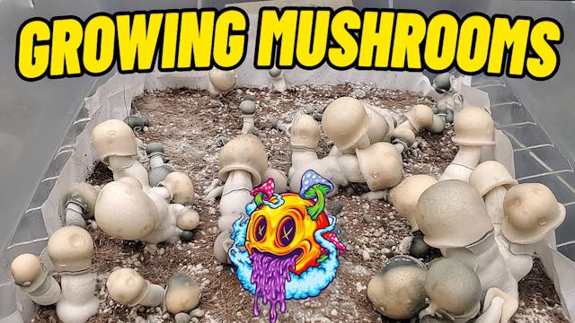 Growing Mushrooms In Unpasteurized Coco