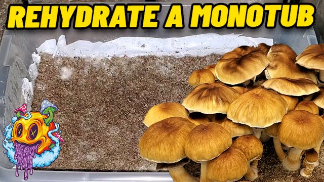 How To Rehydrate Your Monotub For Mor...