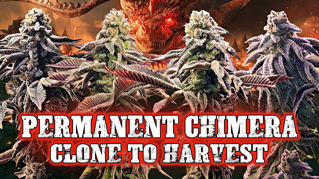 Clone To Harvest - Permanent Chimera 🐉 ORGANIC USING WATER ONLY!!!