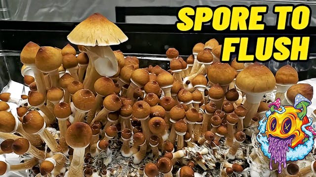 Spore To Flush