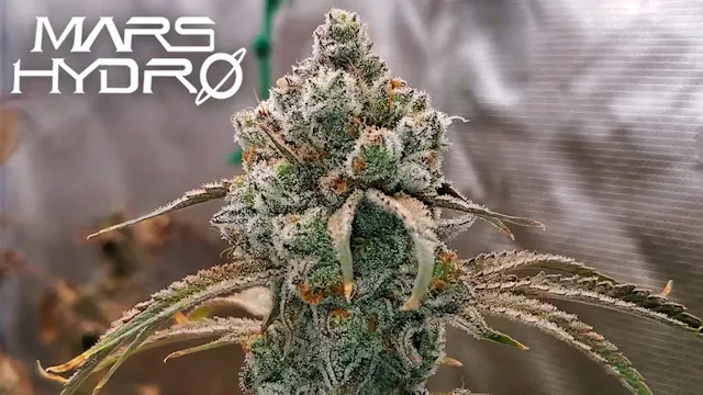 Seed To Harvest - 8 Plants In A 4x4 Tent