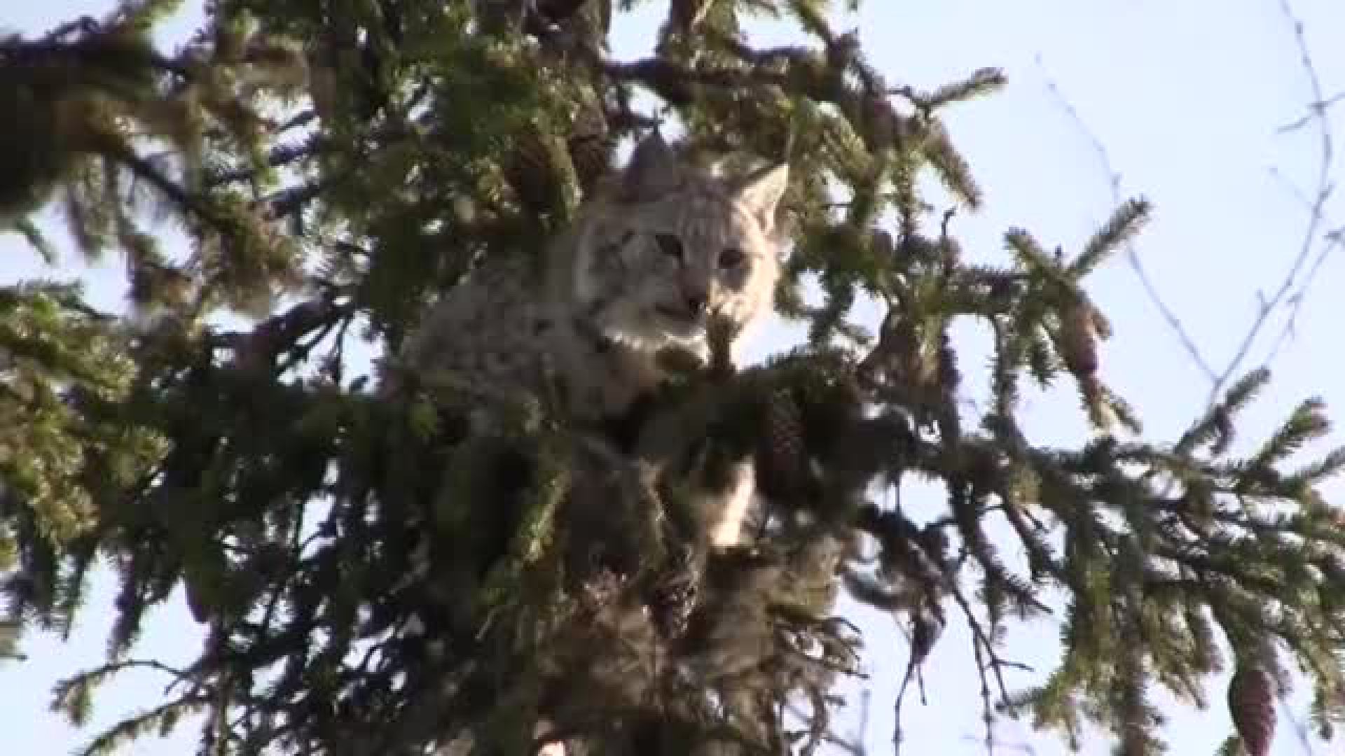 Svensk Lodjursjakt 2