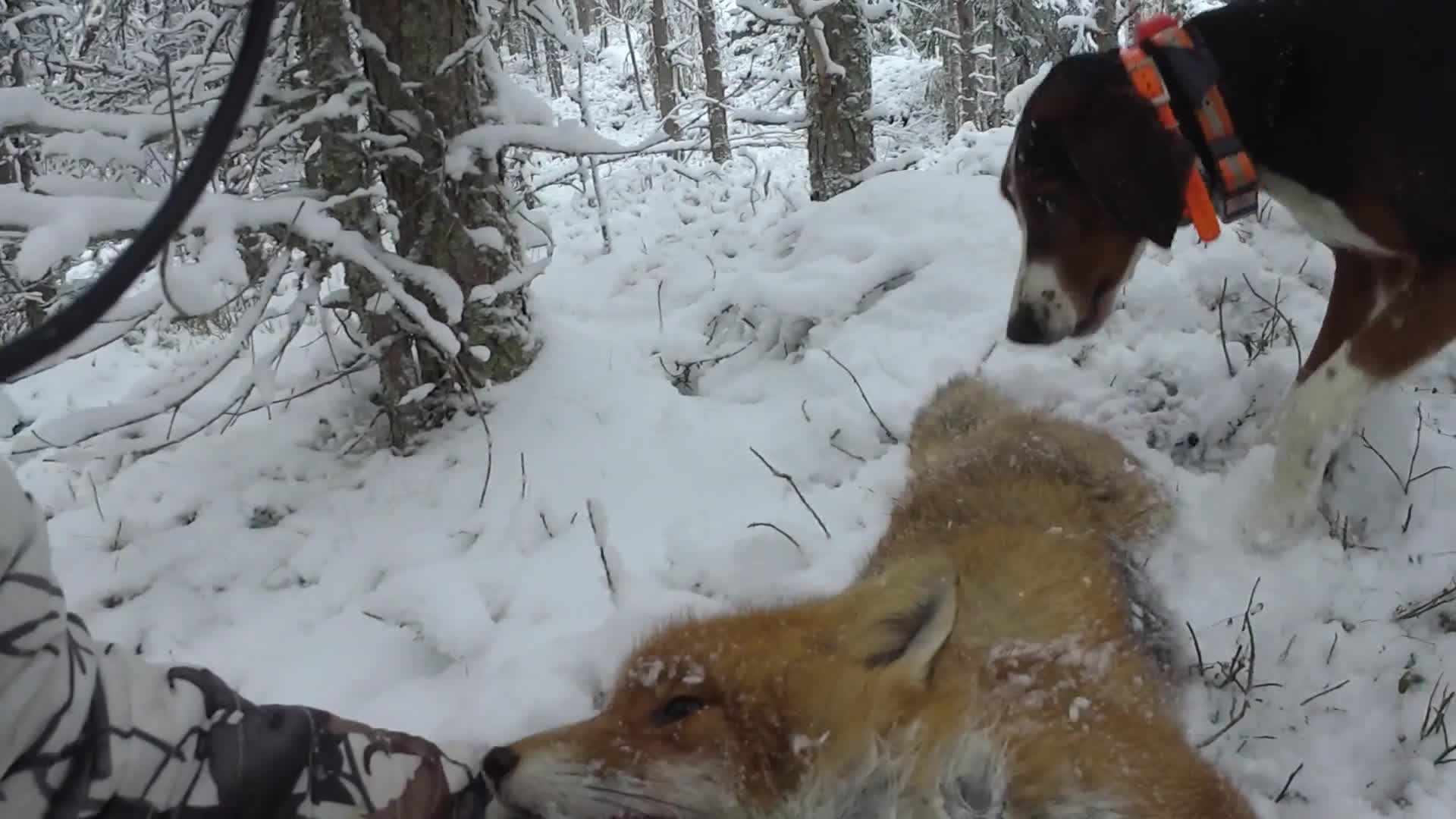 Martin Brenne Jegerliv : Rävjakt 3