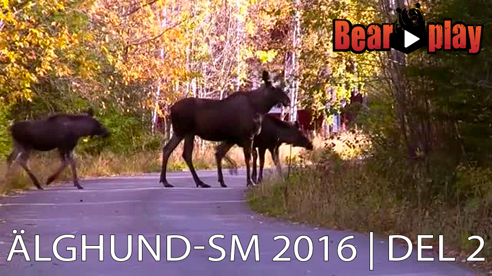 Älghund SM 2016 : Del 2