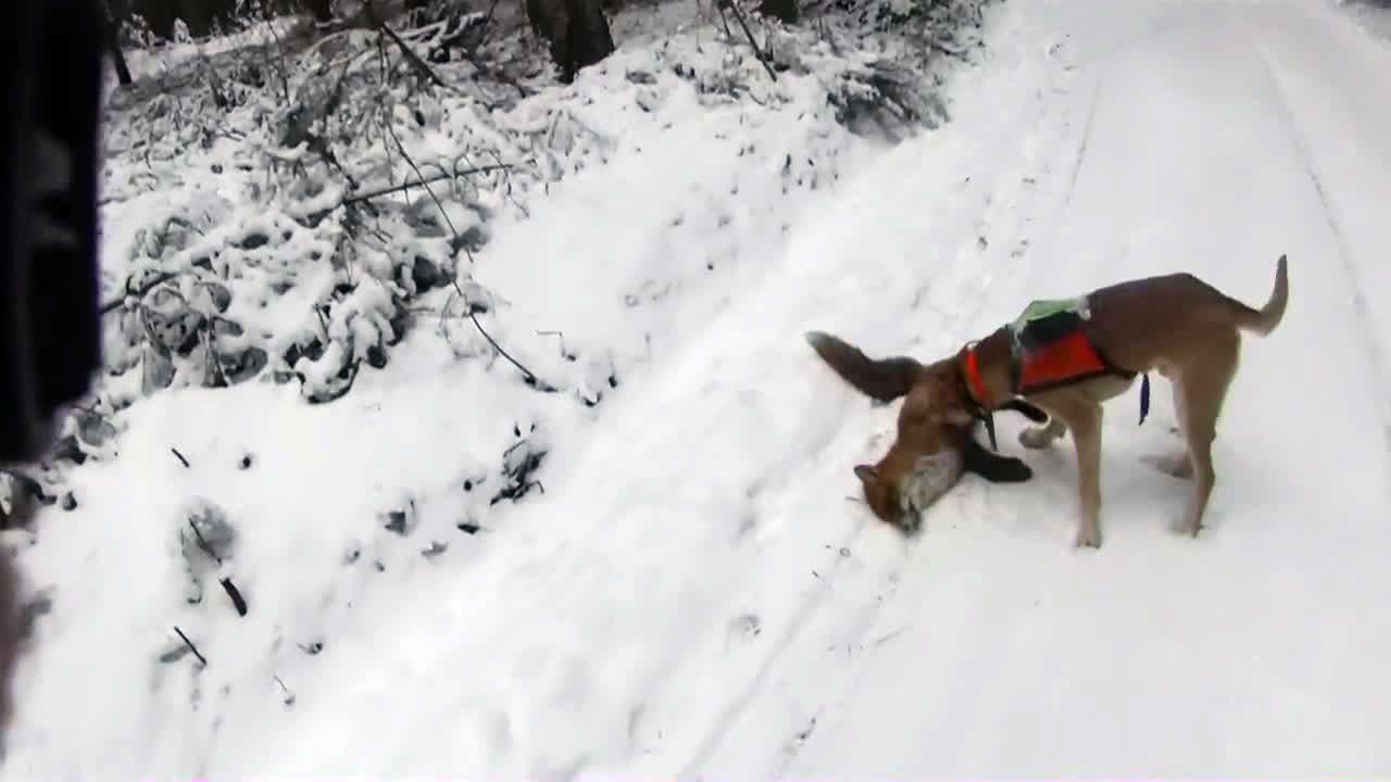 Bröderna Bravader : Räv Och Mård 1