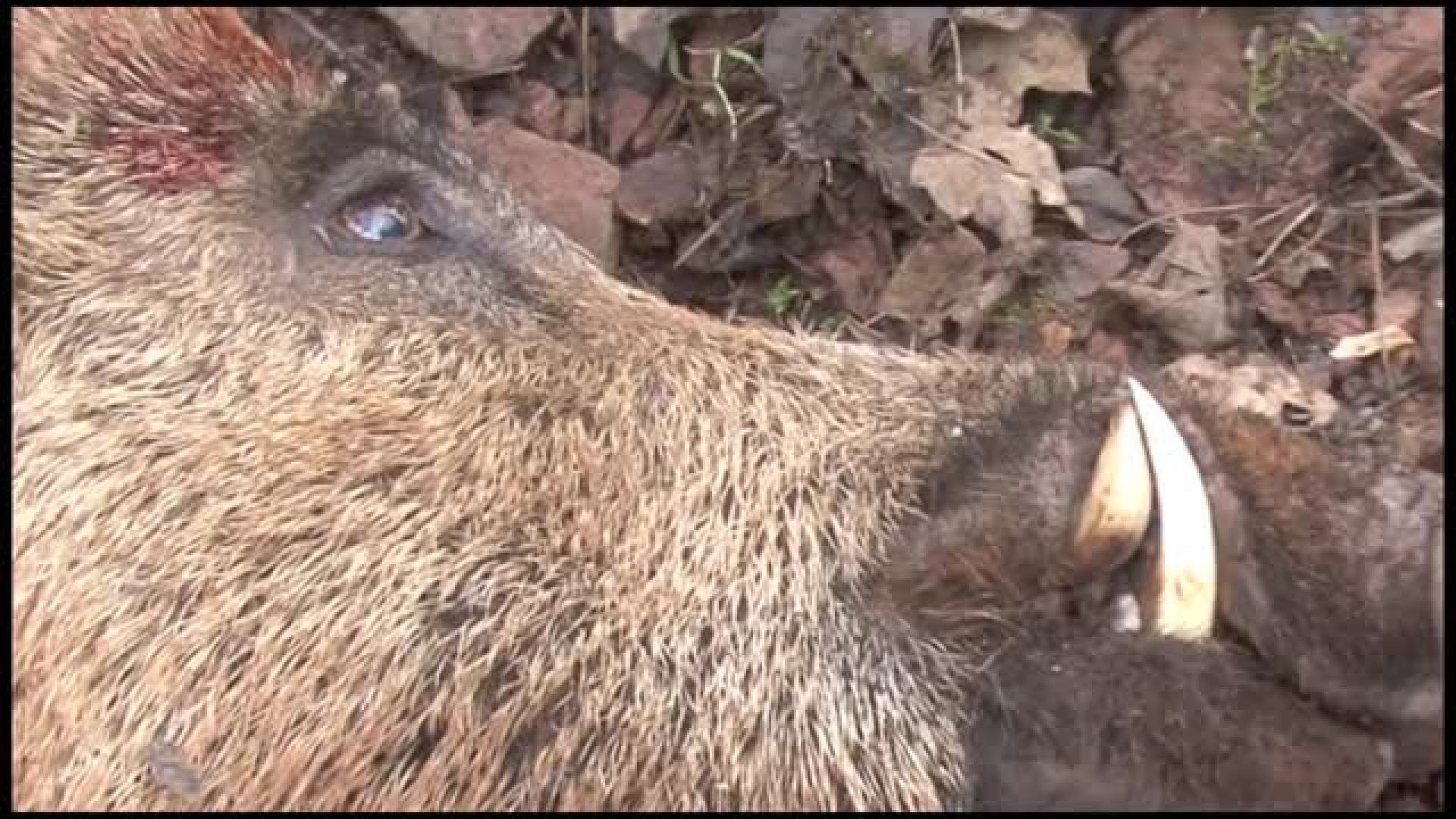 Seladang : Vildsvinsjakt i Centrala Asien