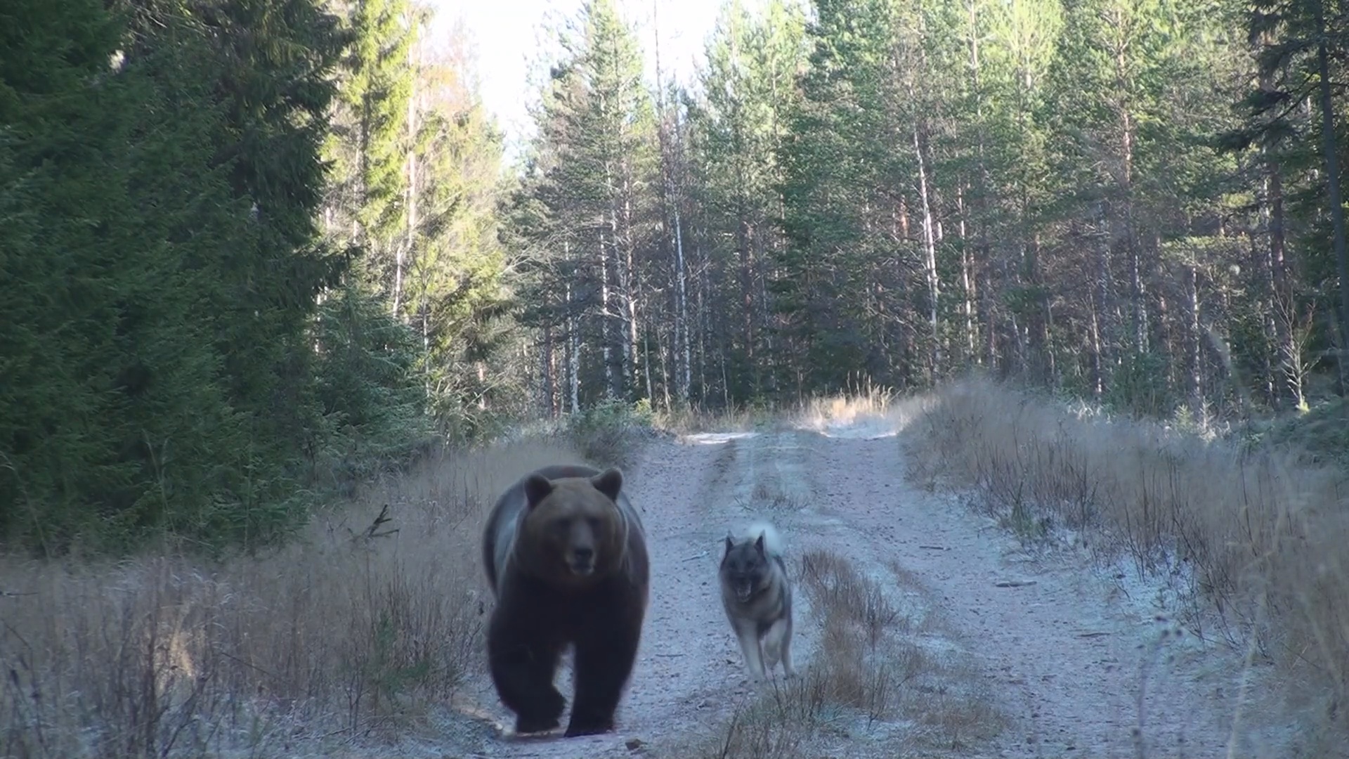 Martin Brennes Jegerliv : Björnjakt 1 Trailer