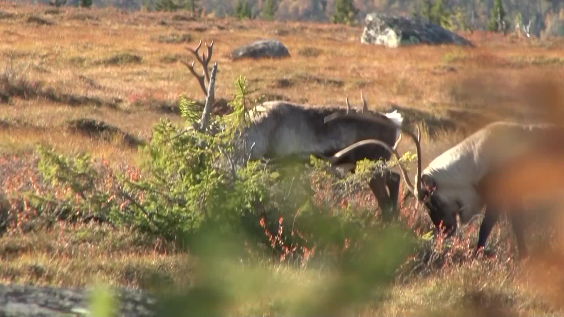 Martin Brenne Jegerliv : Vildrensjakt 1