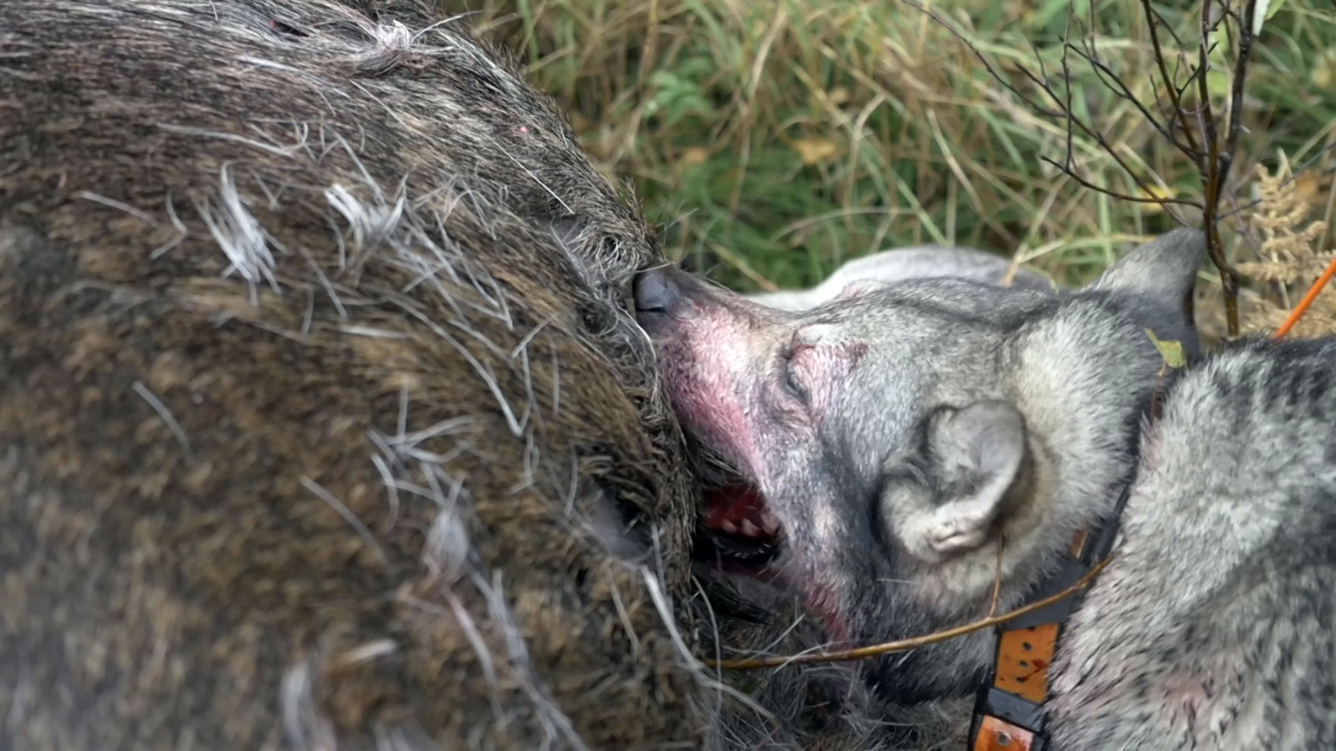 Hunnskall & Bomskott 2 : Från Rävadrev Till Björnfrossa