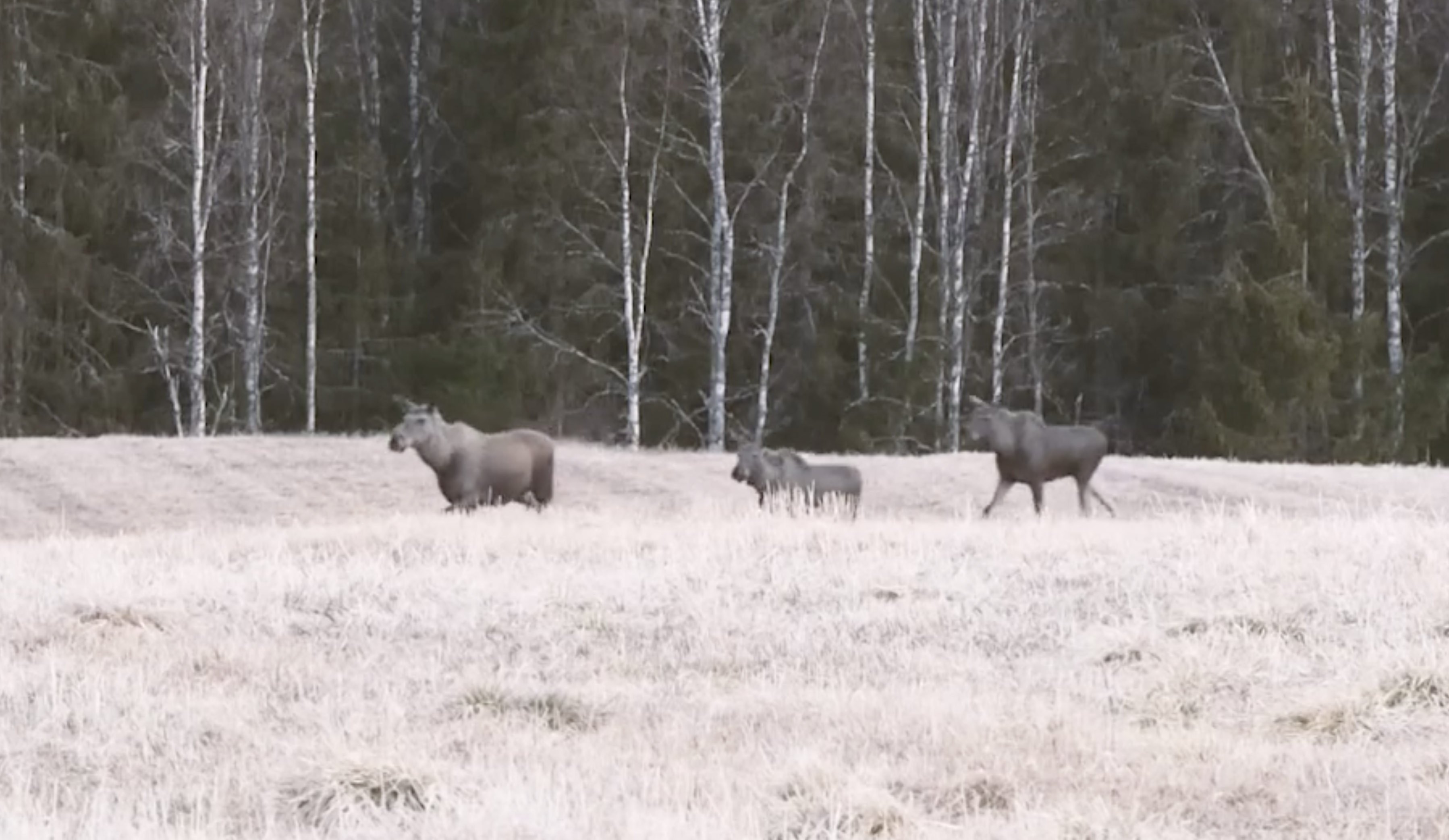 Åseletrappern | Jaktår  trailer
