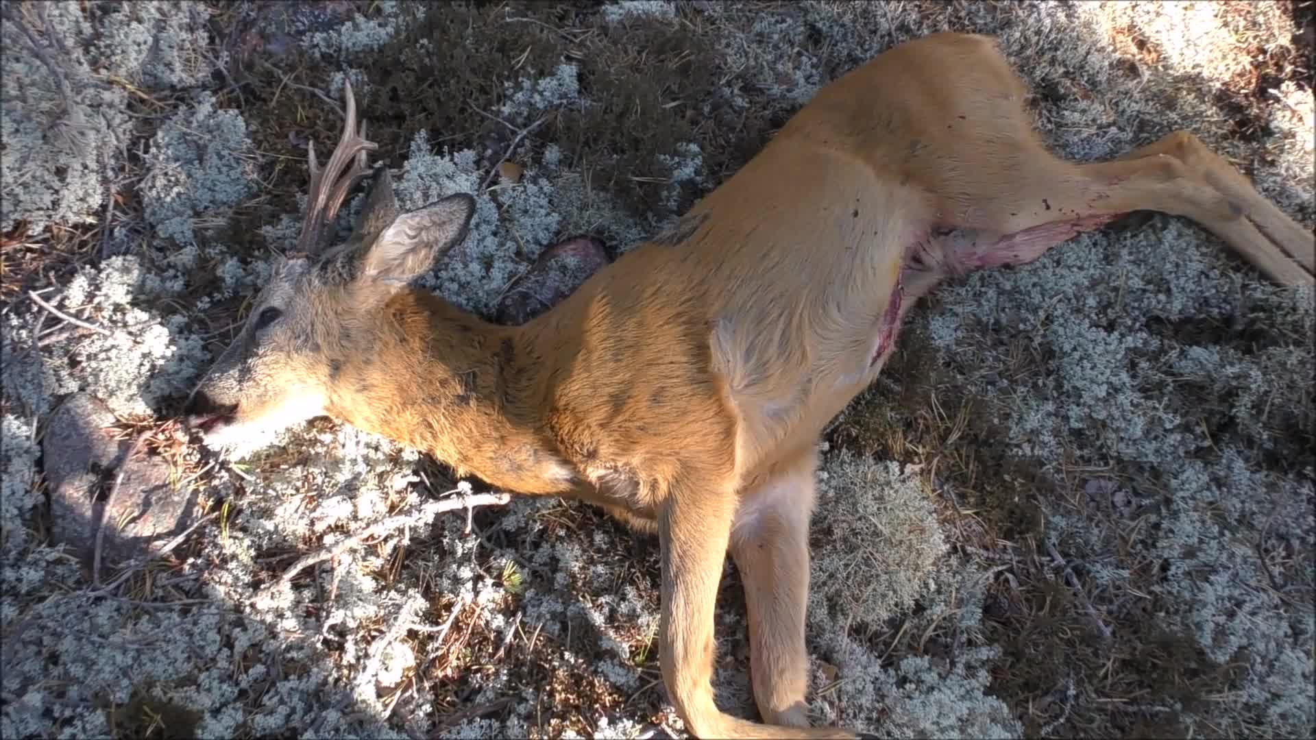 Rådjursjakt På Åland