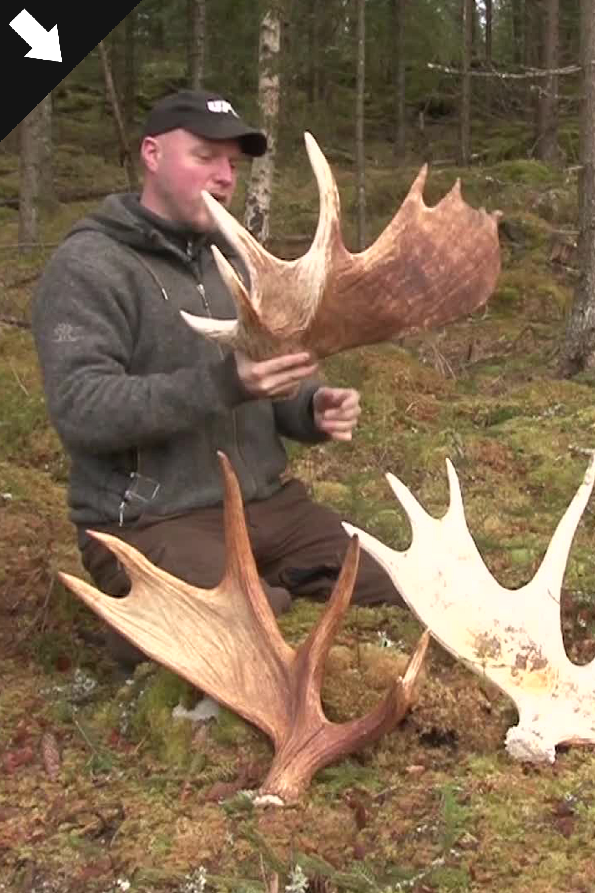 Best Of Älgjakten Med Löshund : Kristoffer Clausen
