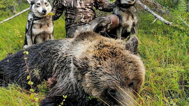 Åseletrappern : Björnjakt 1