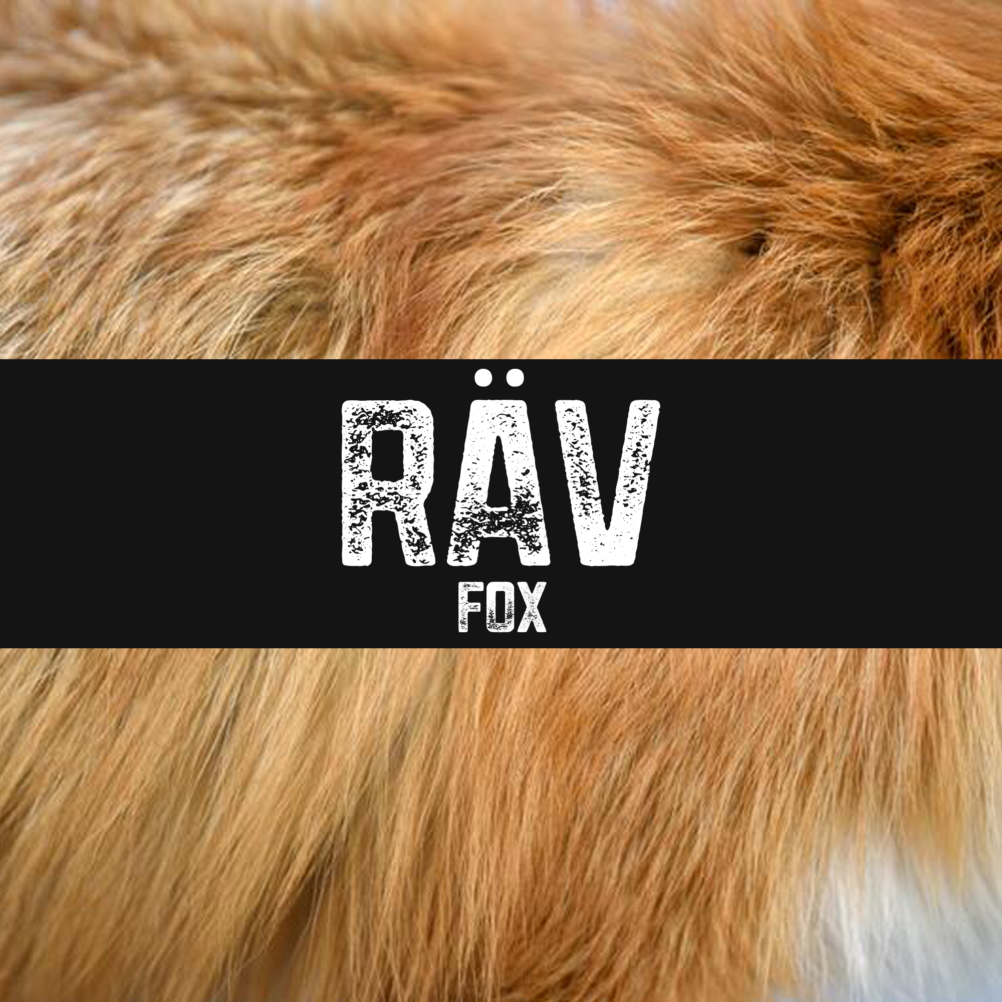 Räv | Fox