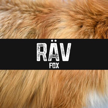 Räv | Fox