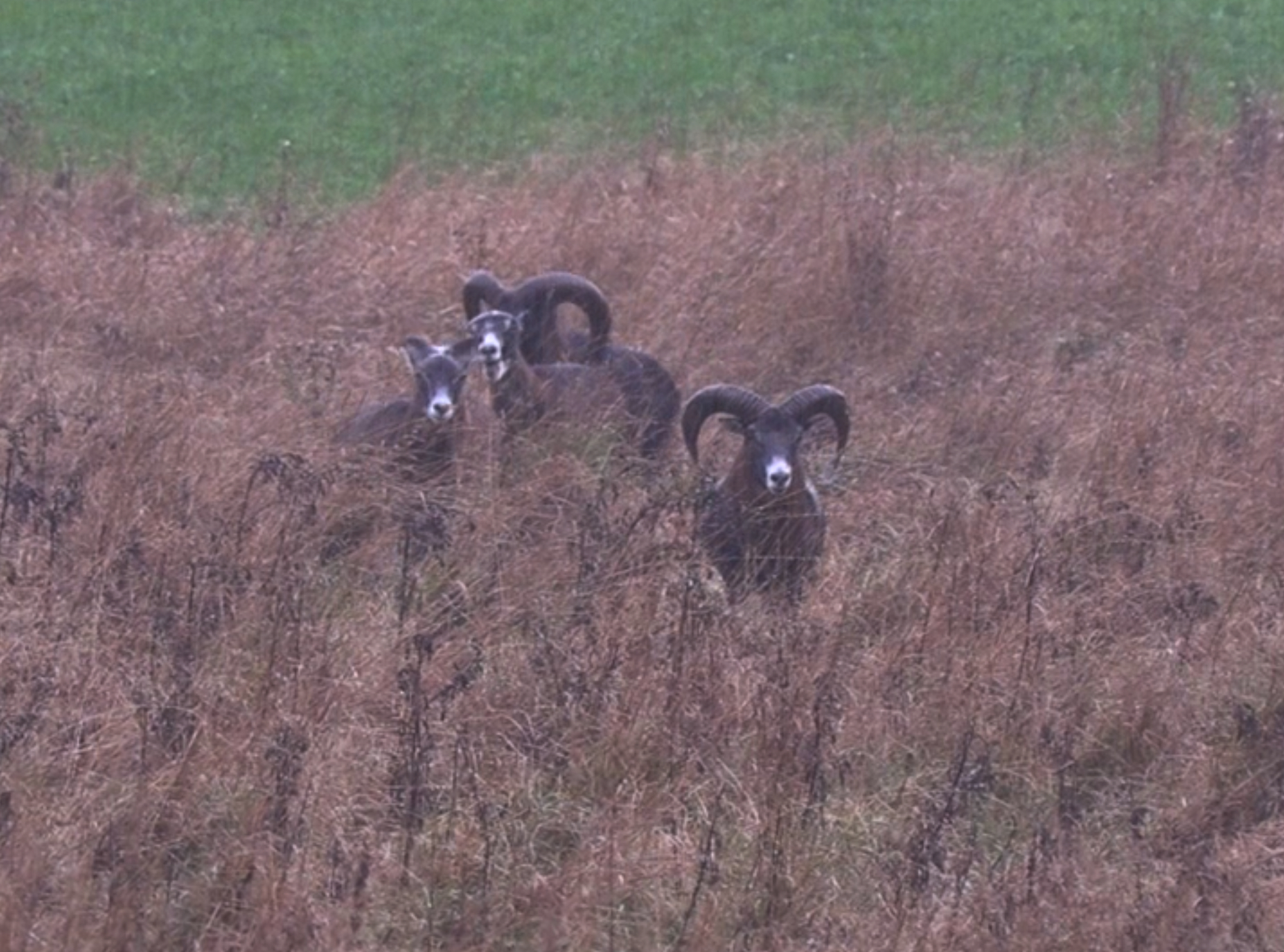 Jakten för alla | Drevjakt på Nynäs slott