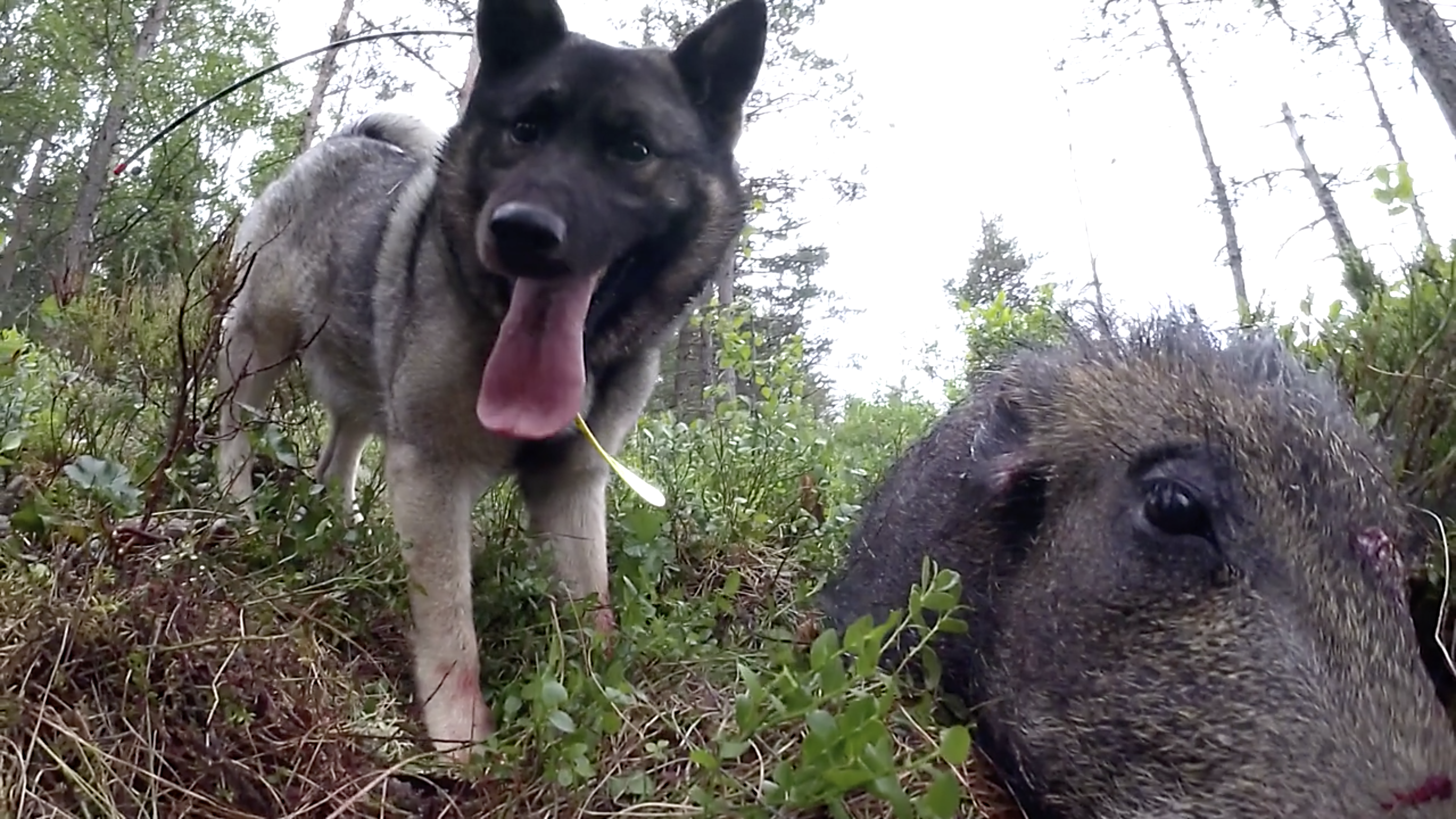 Martin Brenne Jegerliv : Eftersök På Vildsvin