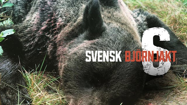 Svensk Björnjakt 6 : Trailer