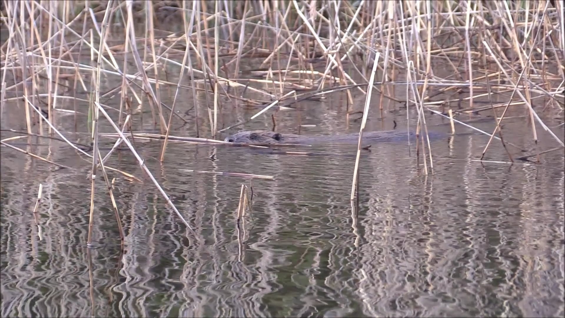 Bäverjakten Trailer