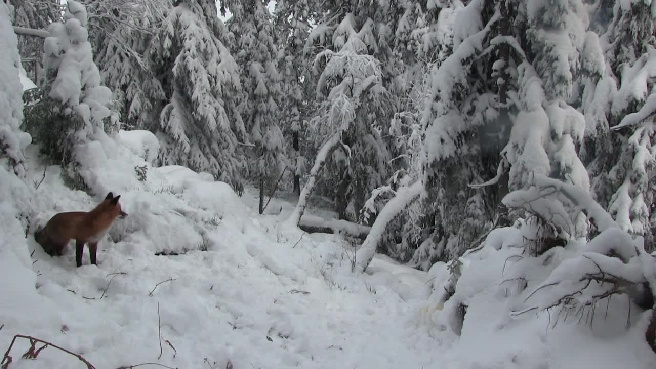 Rasmus Vardag : Räv & Mårdjakt 6