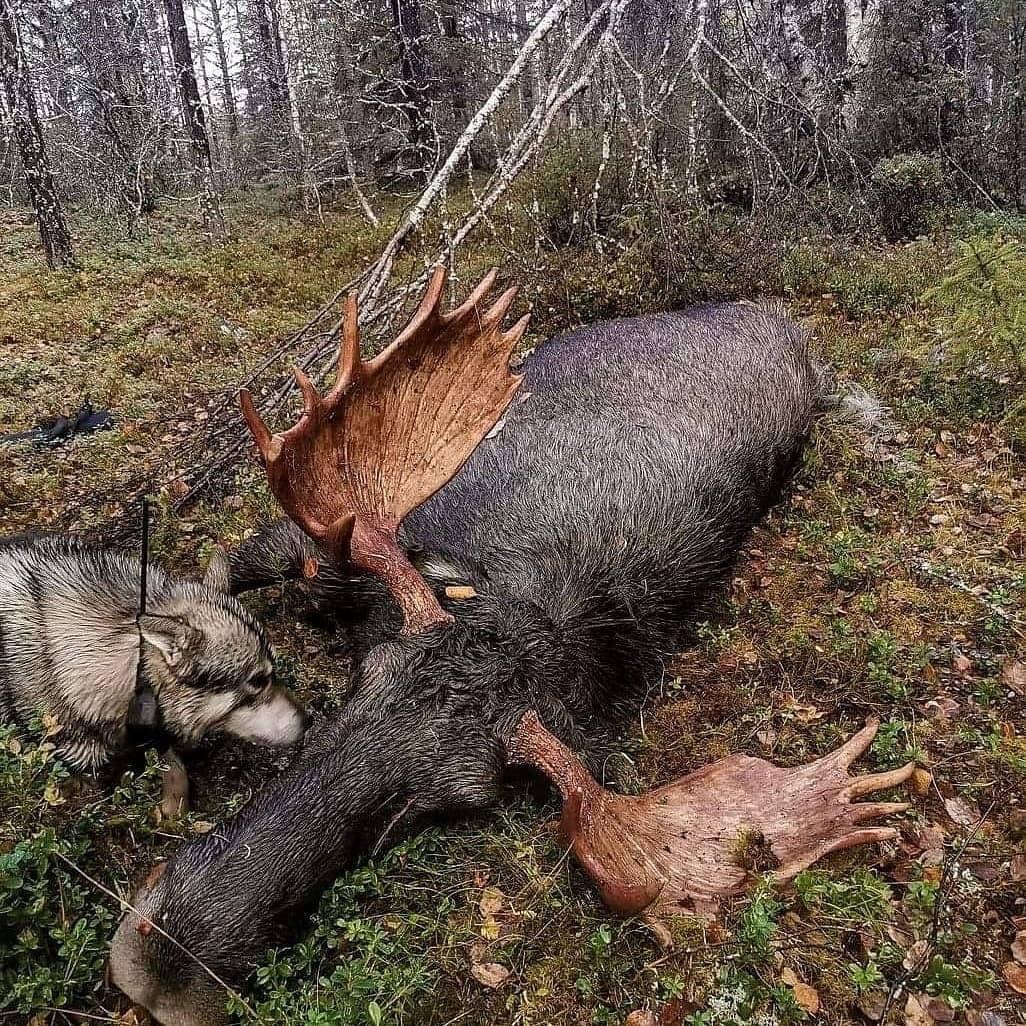 Åseletrappern : Älgjakt