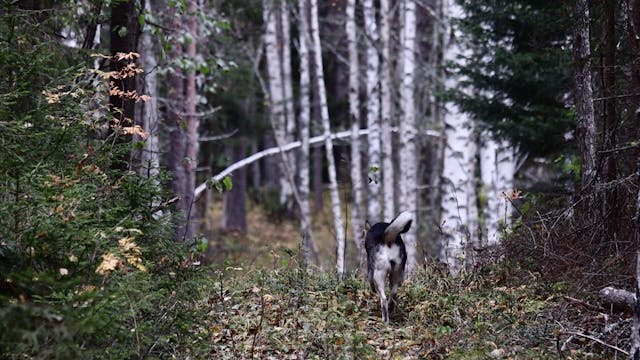 Nordlander Jakt : Älgjakt trailer 