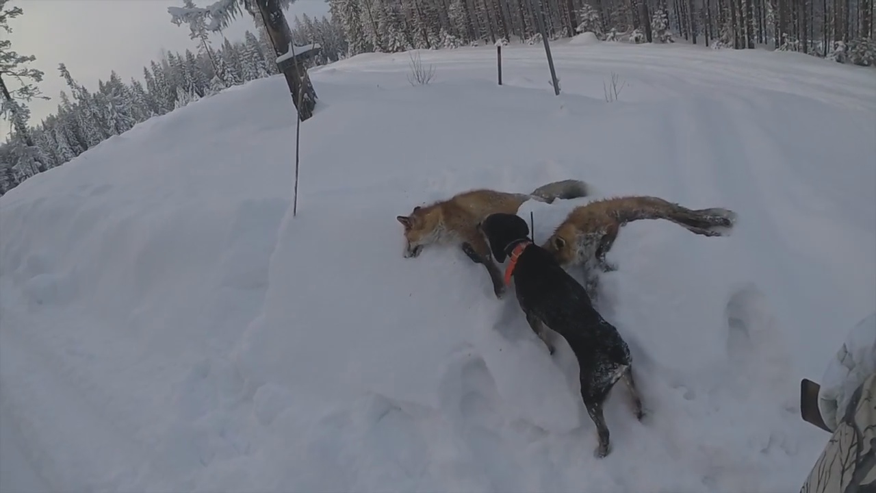 Rasmus Vardag : Rävjakt 18