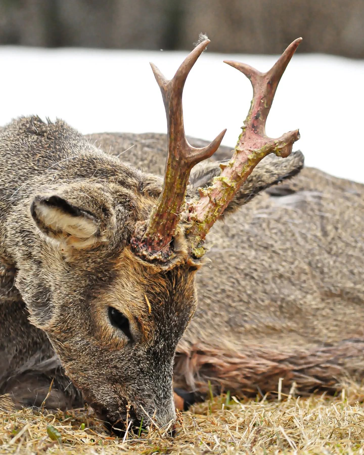 Åseletrappern - Rådjursjakt 5