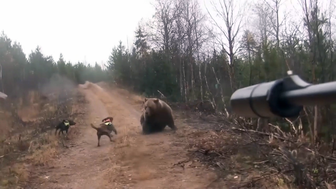 Svensk Björnjakt 4 Trailer