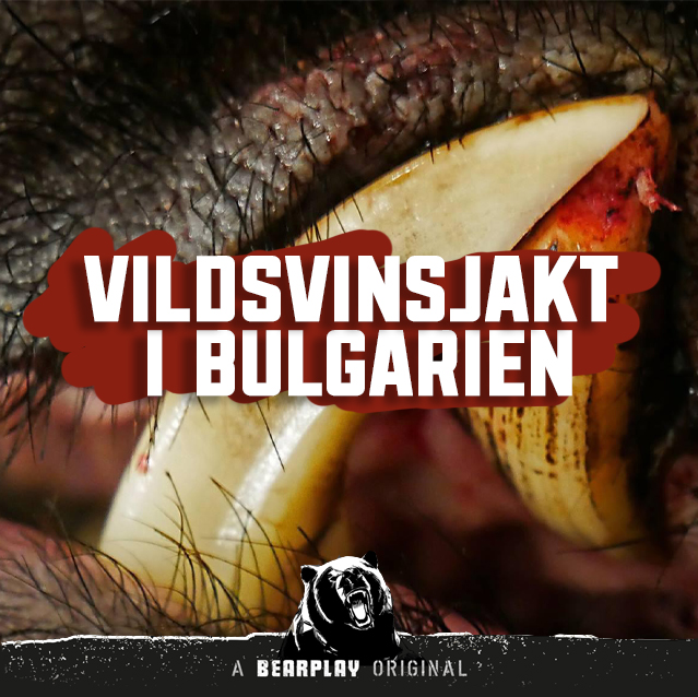 Vildsvinsjakt I Bulgarien