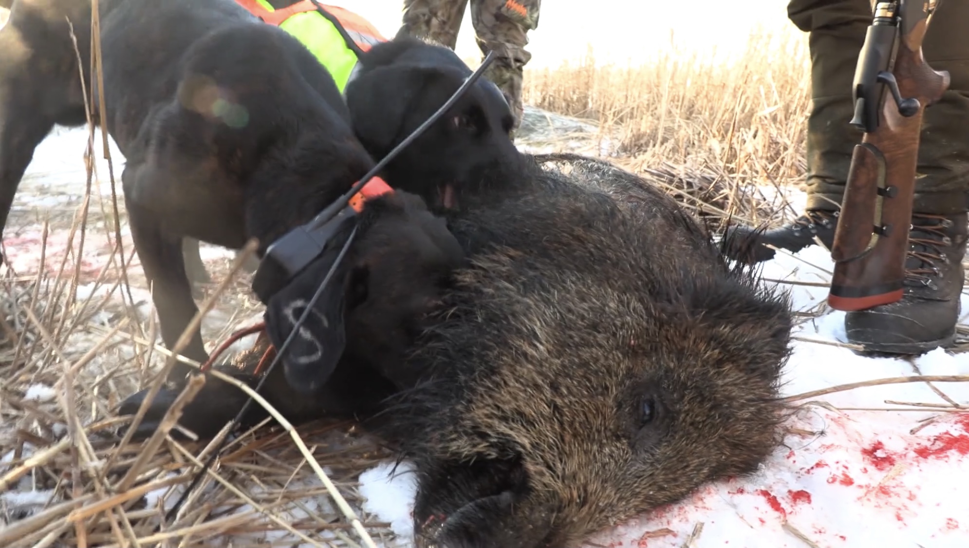 The Mauler Series : Reflektioner och massor av jakt